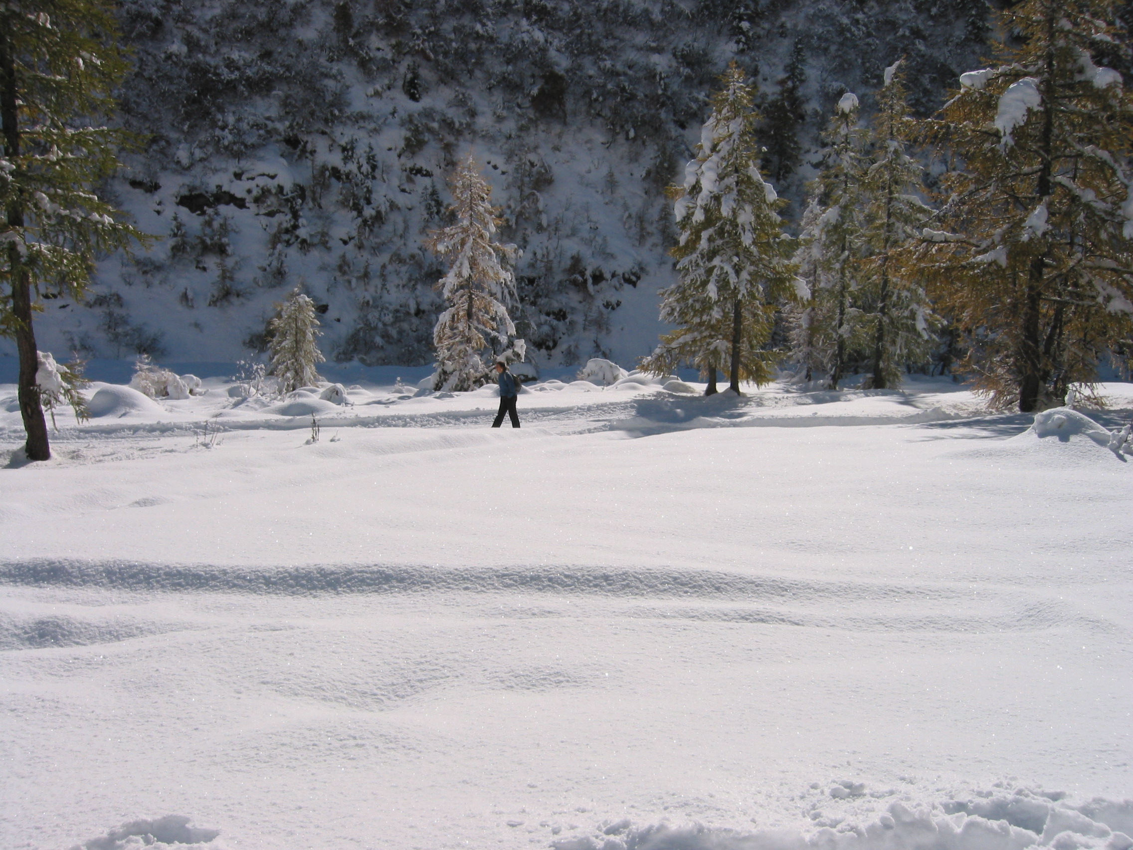 Perchè sotto agli alberi la NEVE fonde prima?