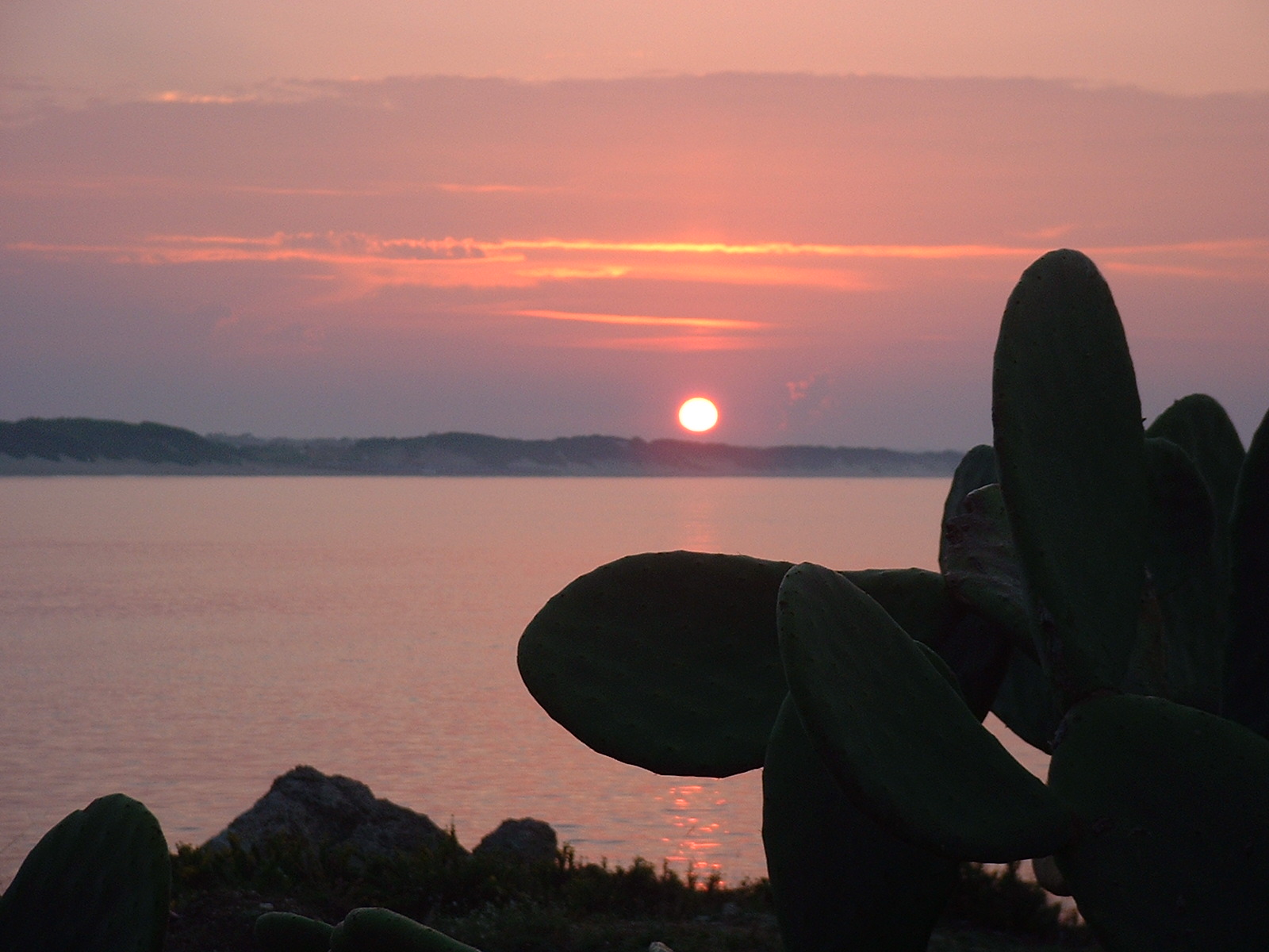 alba africana