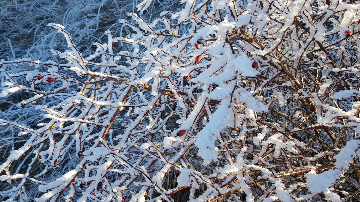 Prossima settimana: spazio per il FREDDO? Prossima settimana: spazio per il FREDDO?