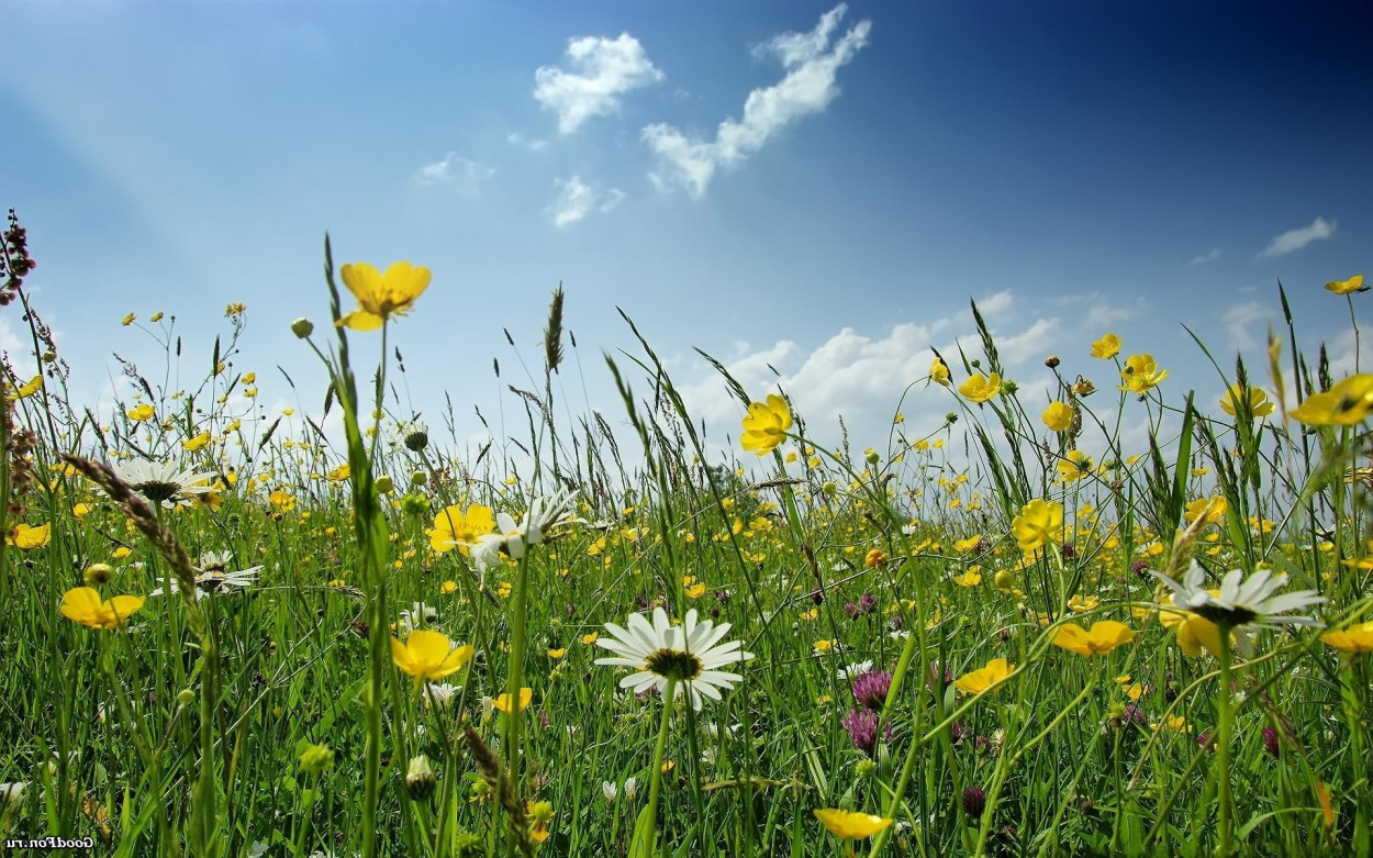 Spiragli di primavera tra martedì e mercoledì, ecco perché Spiragli di primavera tra martedì e mercoledì, ecco perché