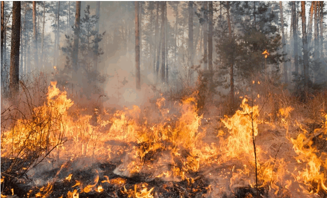 Rischio INCENDI molto ELEVATO su alcune regioni italiane Rischio INCENDI molto ELEVATO su alcune regioni italiane