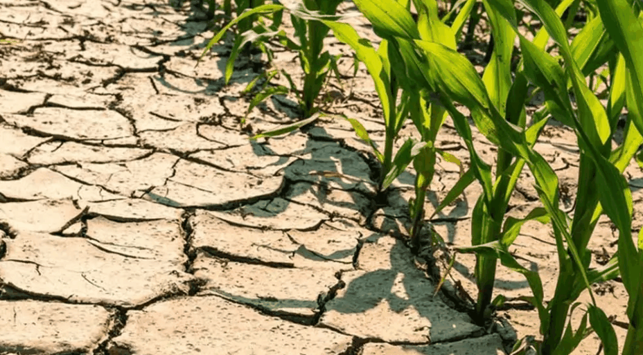 SICCITA’: migliora la situazione al sud SICCITA’: migliora la situazione al sud