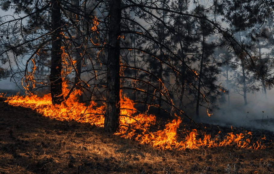 Quali regioni sono a rischio INCENDI in Italia?