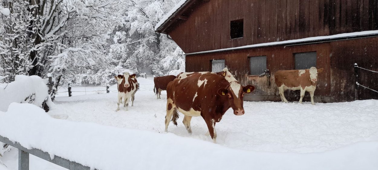 FREDDO e NEVE ancora alla riscossa dopo Capodanno: ecco cosa c’è di vero FREDDO e NEVE ancora alla riscossa dopo Capodanno: ecco cosa c’è di vero