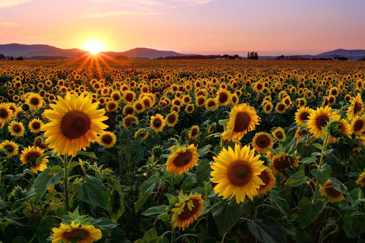 Arrivano 20°C fino a venerdì 6 su queste città Arrivano 20°C fino a venerdì 6 su queste città