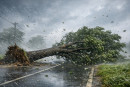 Albero caduto per il maltempo sulla carreggiata.